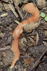 Arthurdendyus testaceus