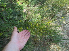 Solidago arenicola