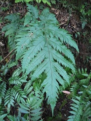 Tectaria griffithii