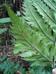 Tectaria griffithii