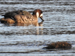 Speculanas specularis