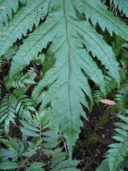 Tectaria griffithii