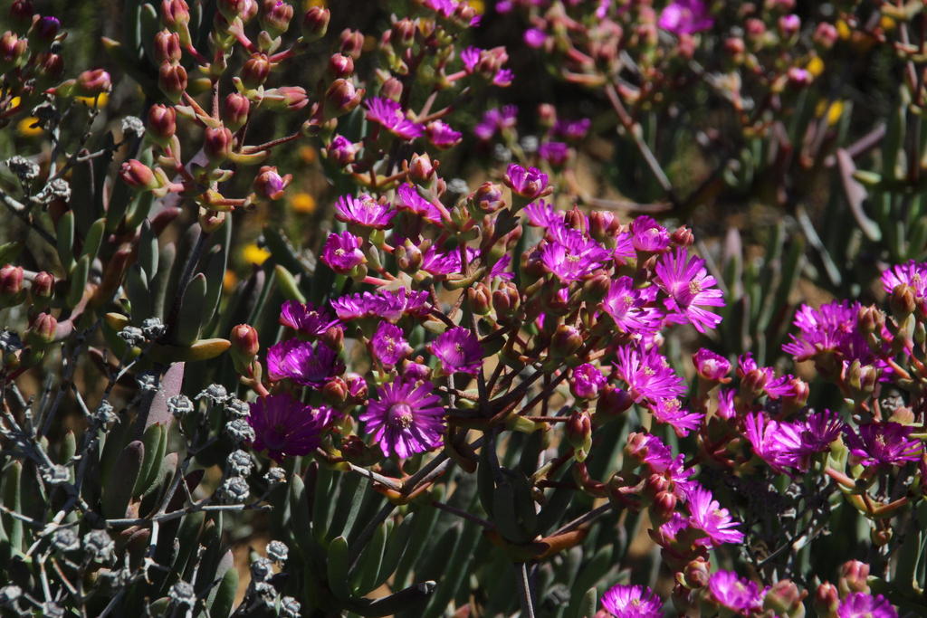 Ruschia pungens (Haw.) L.Bolus 2