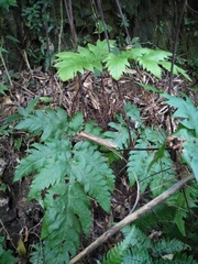 Tectaria griffithii