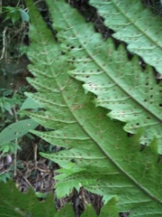 Tectaria griffithii