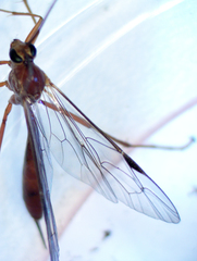Tryphoninae