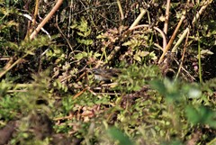 Cistothorus palustris