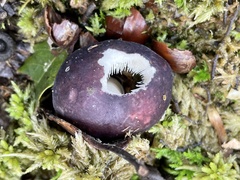 Russula azurea
