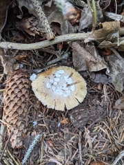 Gemmatae