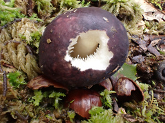 Russula azurea