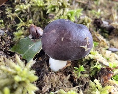 Russula azurea