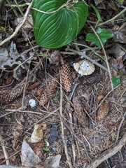 Gemmatae
