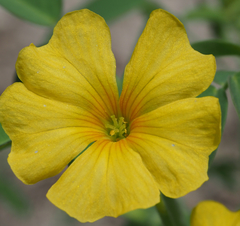 Oxalis frutescens