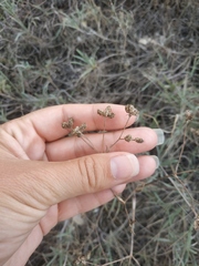 Rumia crithmifolia