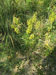 Solidago arenicola