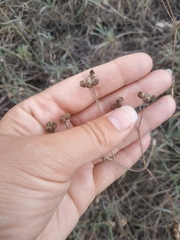 Rumia crithmifolia