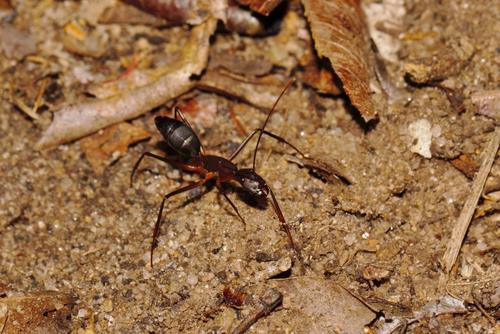 Photo of Long-legged Sugar Ant (Camponotus etiolipes)