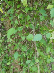 Plagianthus regius