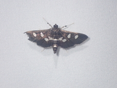 Desmia subdivisalis