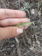 Takhtajaniantha crispa