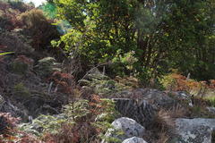 Indigofera cytisoides