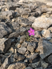 Phemeranthus calcaricus