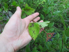 Viburnum alabamense