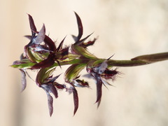 Genoplesium morrisii