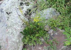 Solidago arenicola