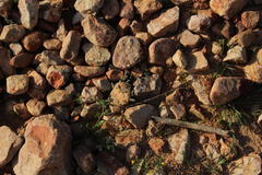 Adenogramma glomerata