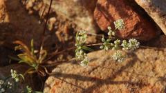 Adenogramma glomerata