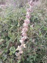 Stachys germanica