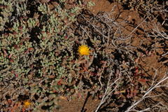 Malephora crassa
