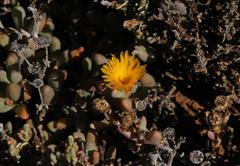 Malephora crassa