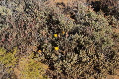 Malephora crassa