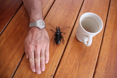 Anthracocentrus capensis