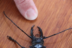 Anthracocentrus capensis