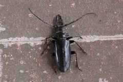 Anthracocentrus capensis