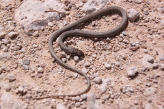 Psammophis leopardinus