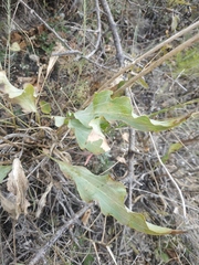 Takhtajaniantha crispa