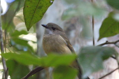 Pachycephala