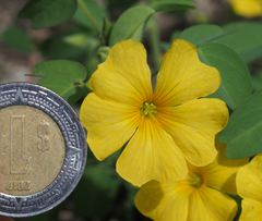 Oxalis frutescens