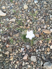 Ipomopsis longiflora australis