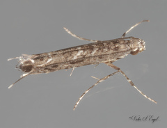 Neurobathra strigifinitella