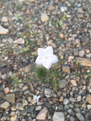 Ipomopsis longiflora australis