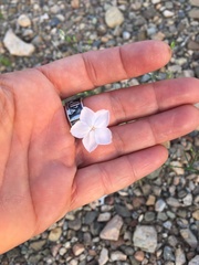 Ipomopsis longiflora australis