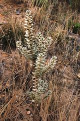 Xiphotheca fruticosa