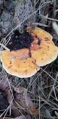 Postia pelliculosa