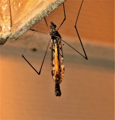 Tipula metacomet