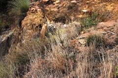 Xiphotheca fruticosa